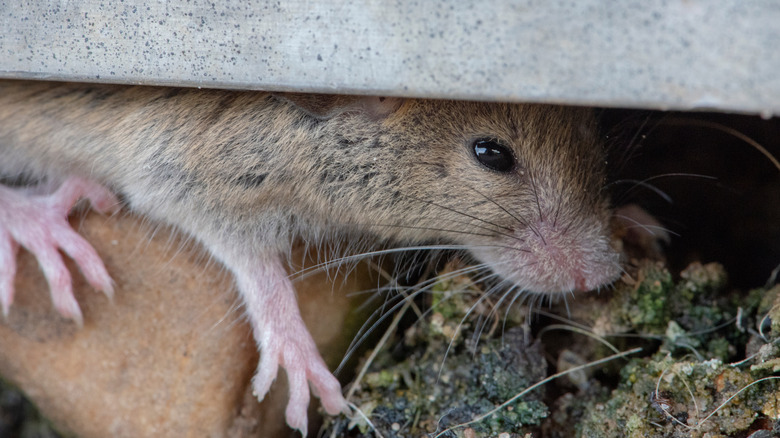 rat under porch