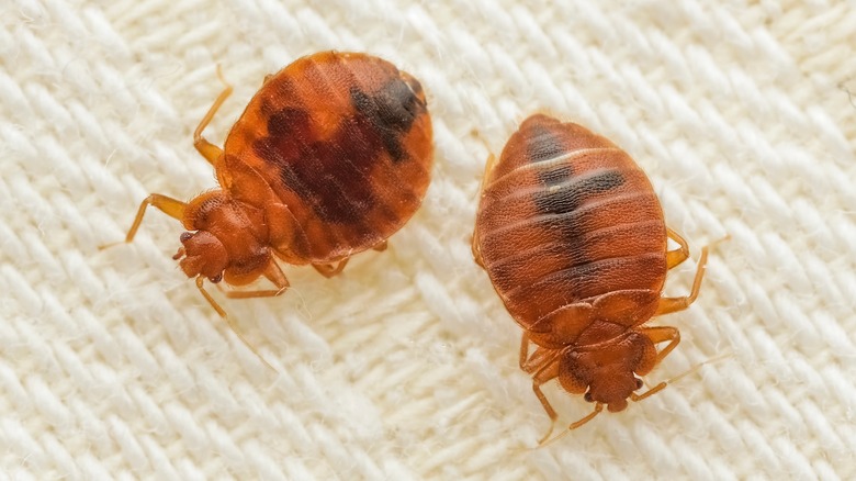 bed bugs on a blanket