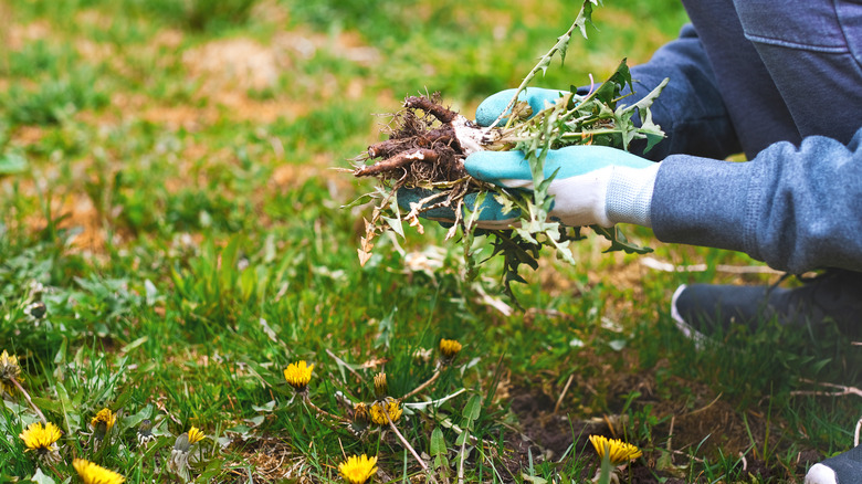 Hand pulling weeds from garden