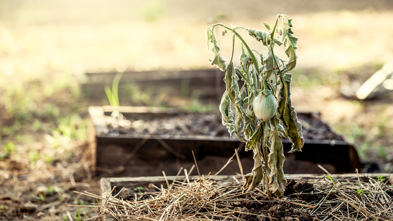 Dying eggplant in garden