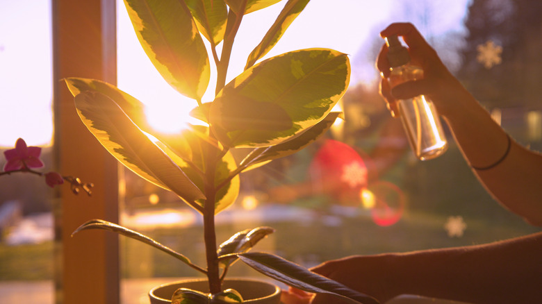 person watering plants in soft light