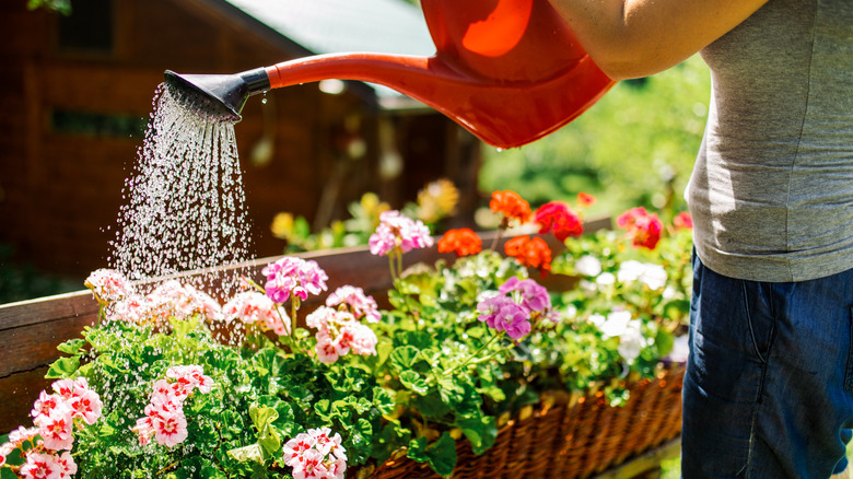 plants being watered during the day