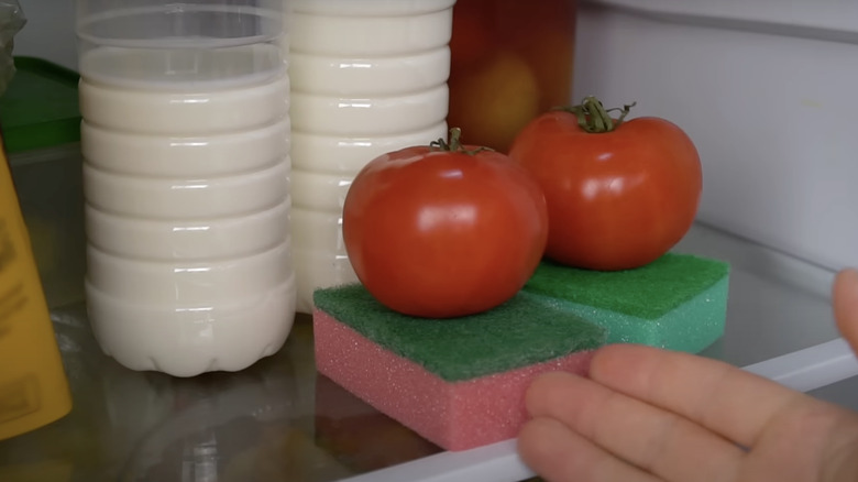 sponges in fridge with tomatoes