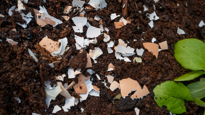 Eggshells in soil