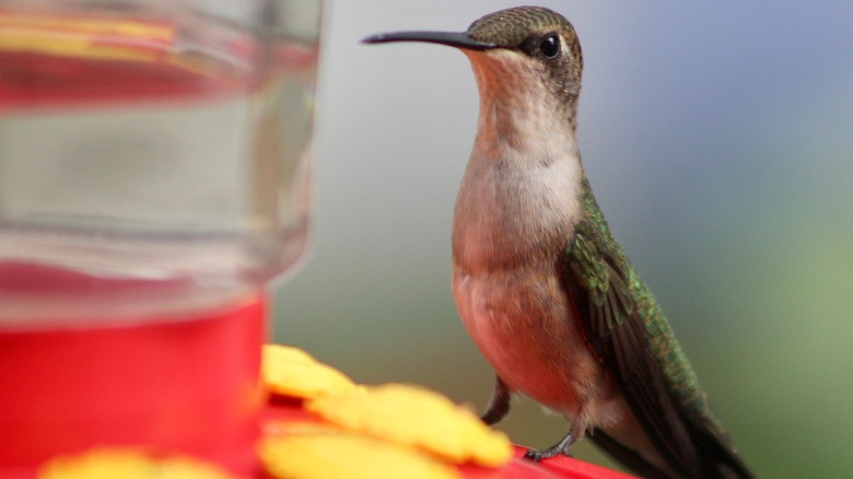 hummingbird on red feeder