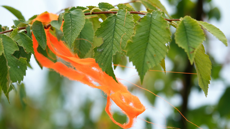 orange ribbon on tree branch