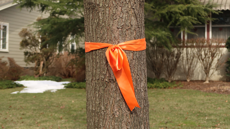 Orange ribbon tied around tree