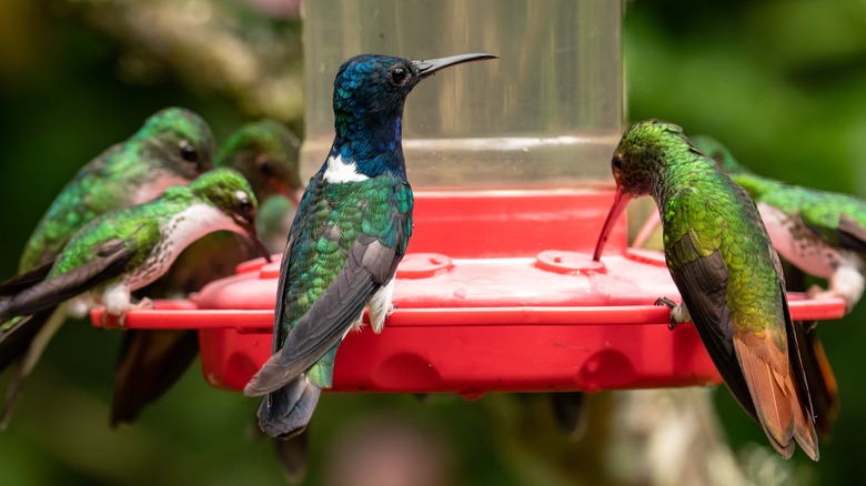 Hummingbirds at red feeder