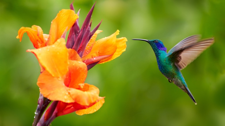 Hummingbird at bright orange flower