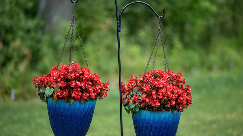 healthy begonias in hanging pots