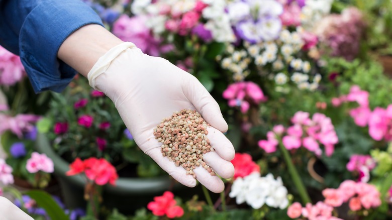 applying a balanced fertilizer