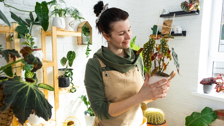 gardener caring for begonia