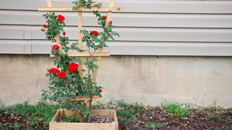 Roses growing on a trellis