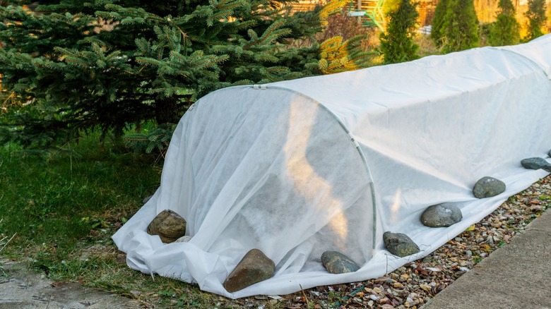 sheets covering shrubs