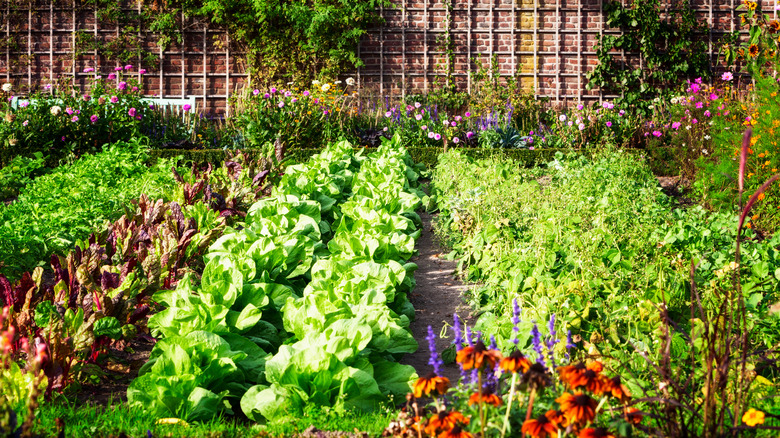 Herb and vegetable garden