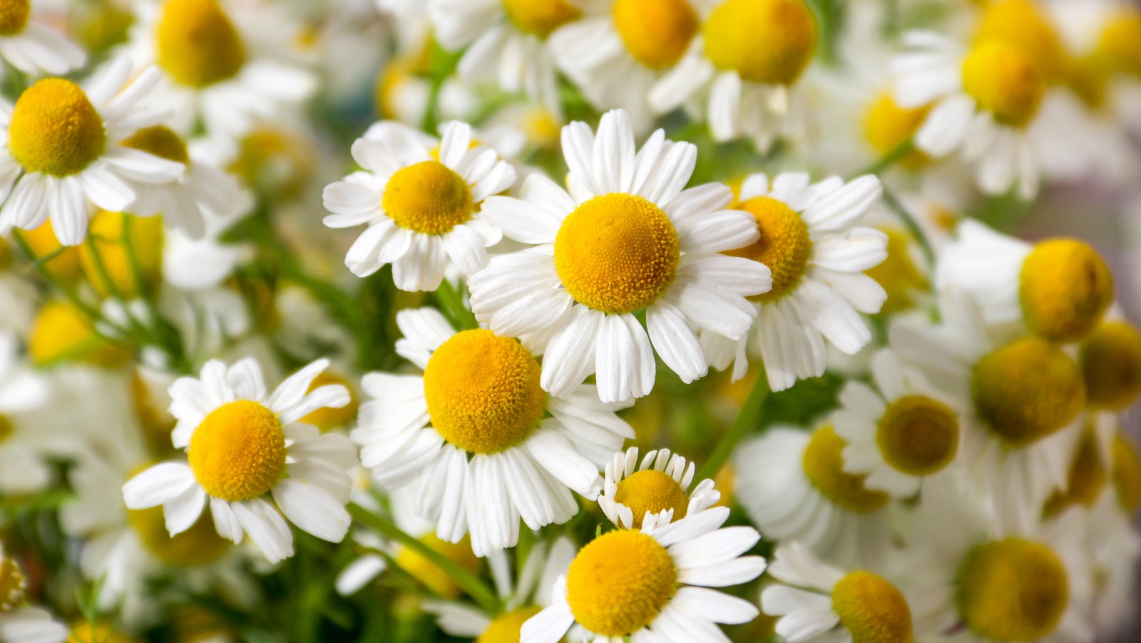 Why You Should Use Chamomile Tea In Your Garden