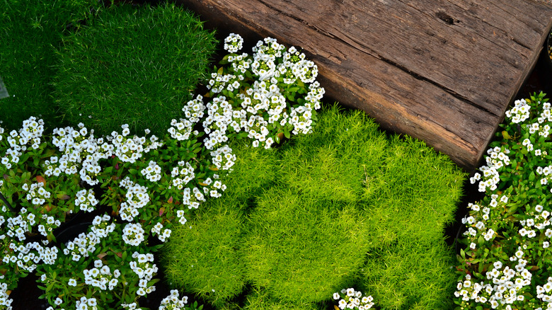 Irish moss in a garden surrounded by flowers