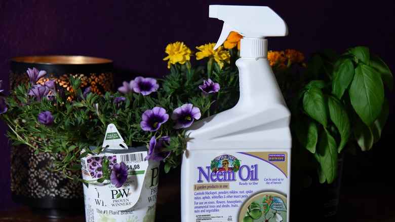 neem oil spray bottle 