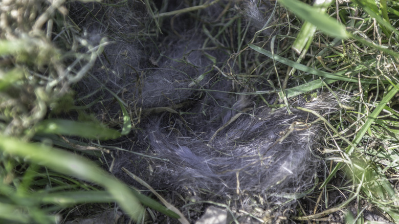 Rabbit nest on lawn
