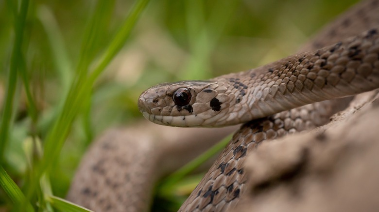 Dekay's brownsnake