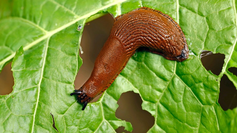 Slug eating leaf