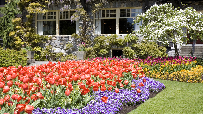 many tulips in front yard