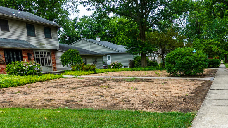 Dead brown front lawn