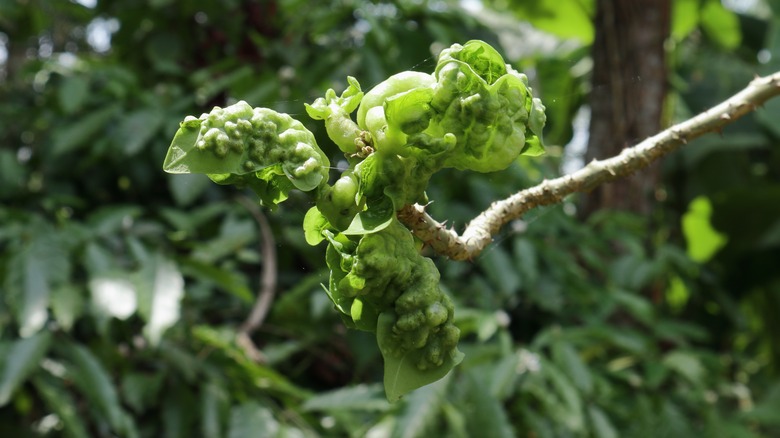 gall damage on coral tree