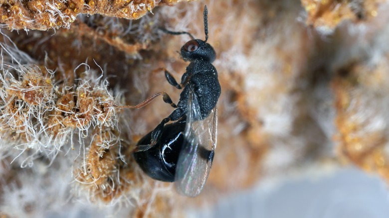 close up gall wasp on bark