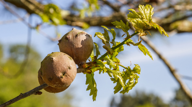 oak branch with galls