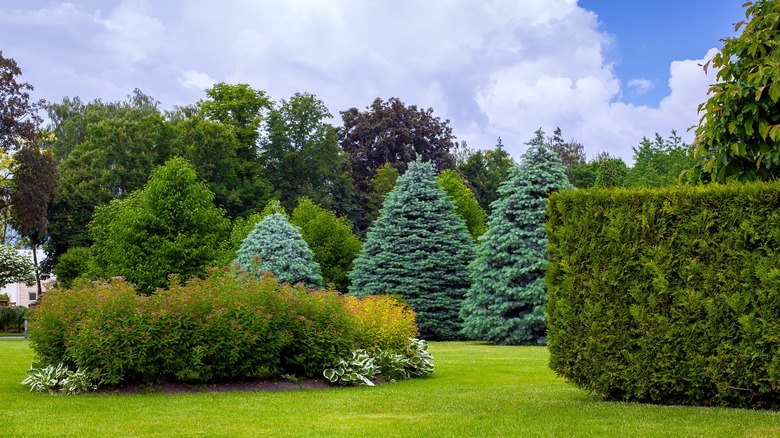 A healthy green landscape