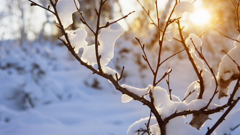 A snowy tree branch