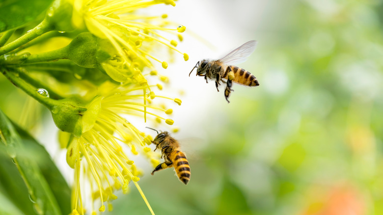 Bees with yellow flowers