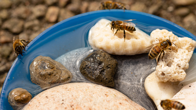Bees on rocks drinking water