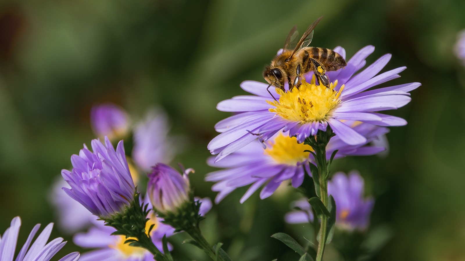 why-you-shouldn-t-get-rid-of-the-bees-in-your-backyard