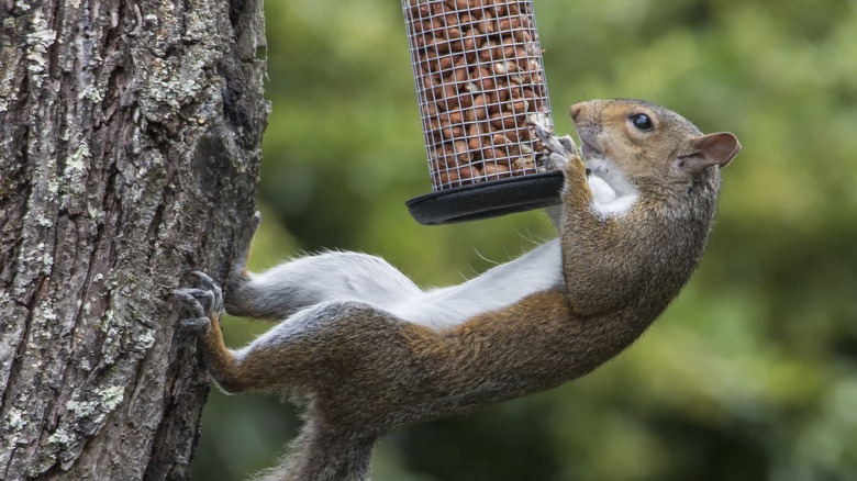 squirrel eating from feeder