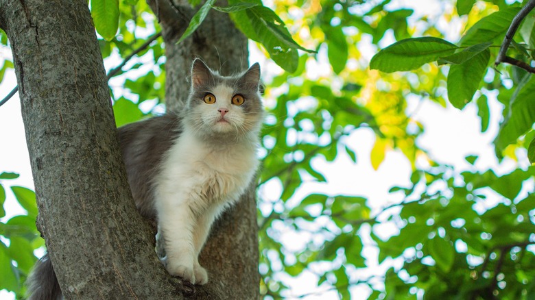 cat in tree