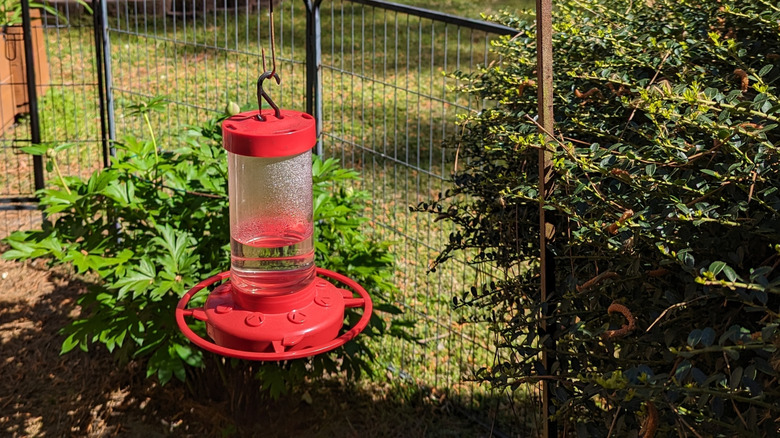 hummingbird feeder near bushes