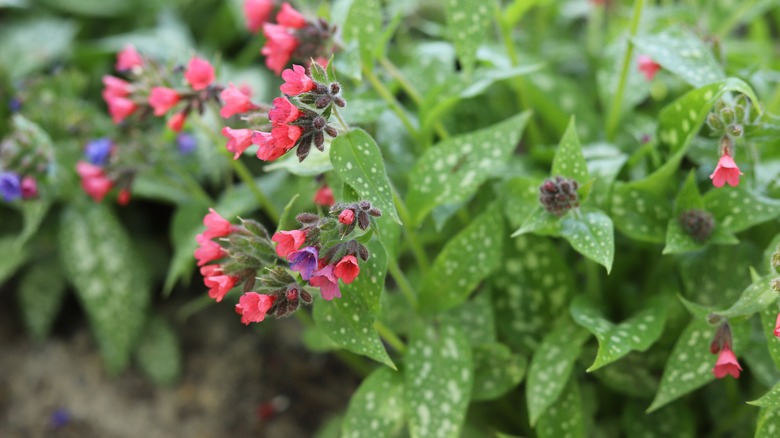 Pulmonaria officinalis in bloom with pink and purple flowers