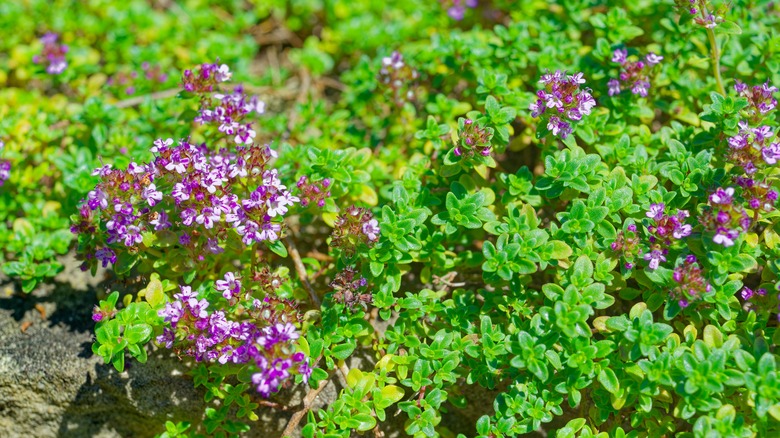 creeping thyme flourishing in bright sunlight