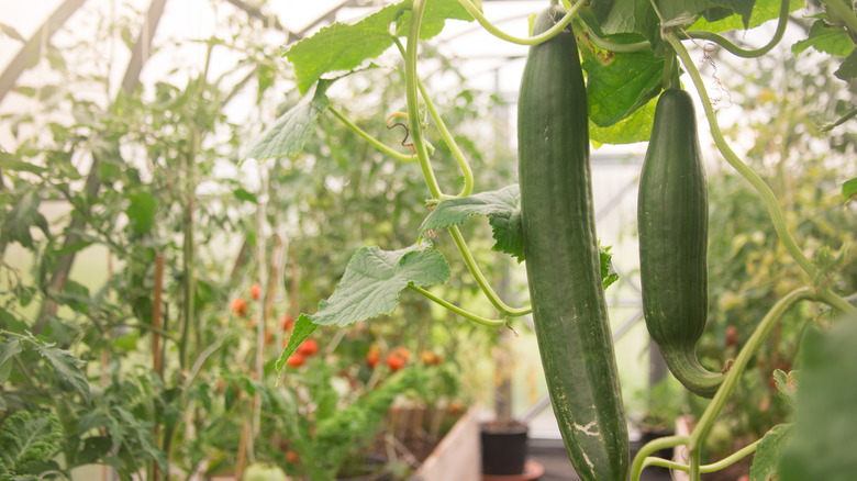 Cucumbers and tomatoes growing