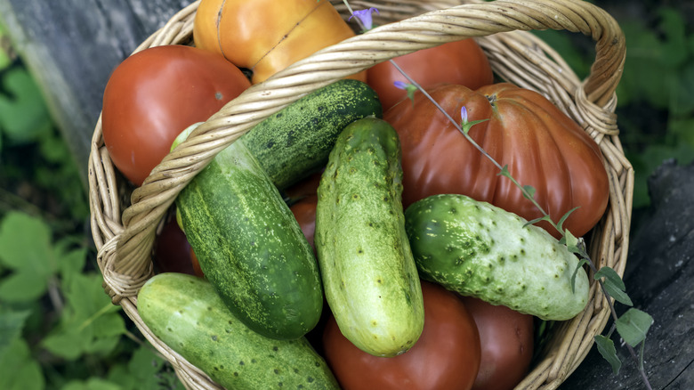 Basket of tomatoes and cucumbers