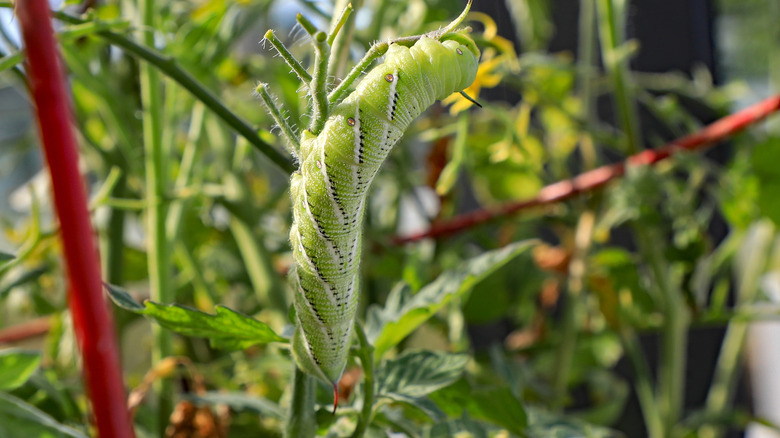 tomato hornworm on plant stem