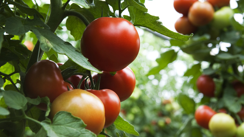 tomatoes growing on plants