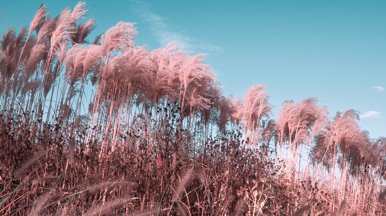 Why You Shouldn't Plant Pink Pampas Grass In Your Yard