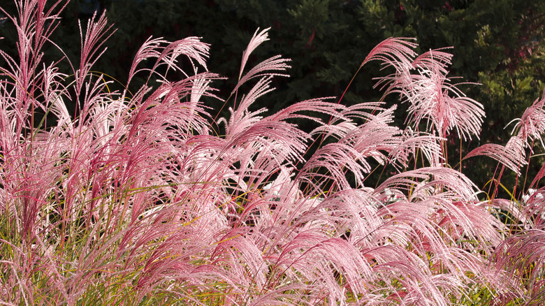 Field of pink pampas grass