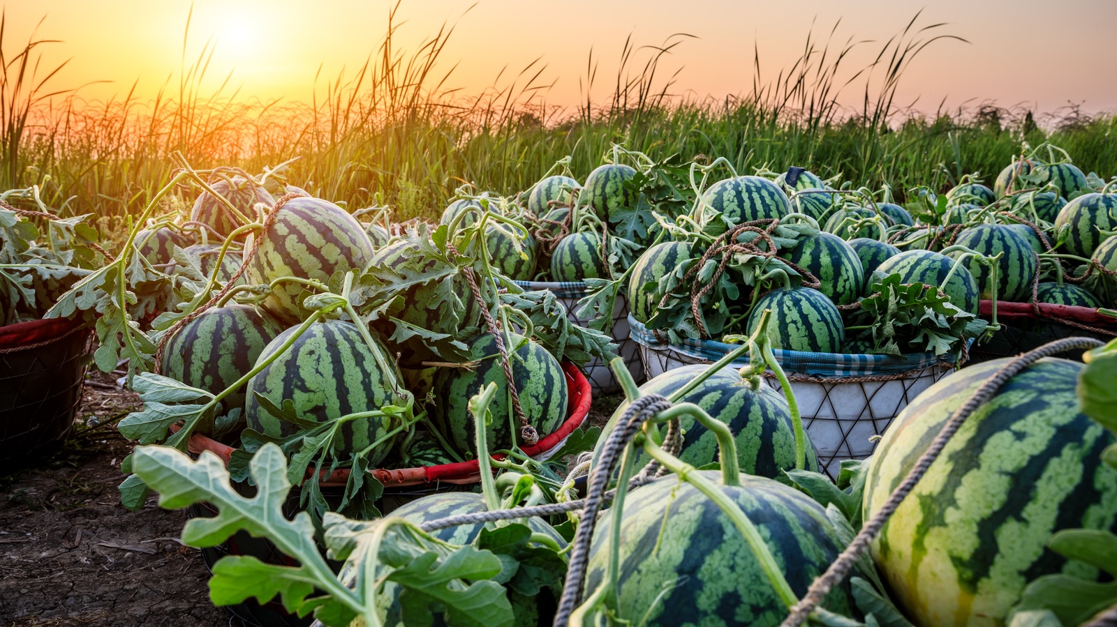 Why You Shouldn't Plant Watermelon And Cantaloupe Side-By-Side