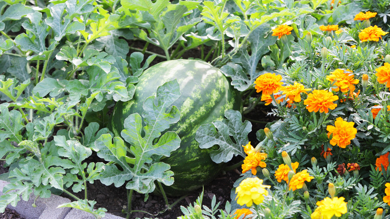 Watermelon growing in garden