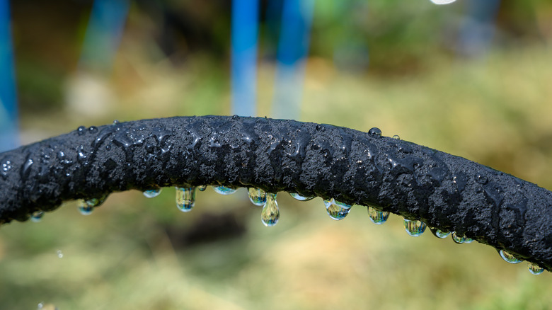 Water drips from soaker hose