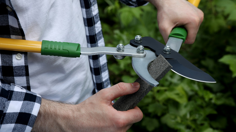 Person sharpening loppers